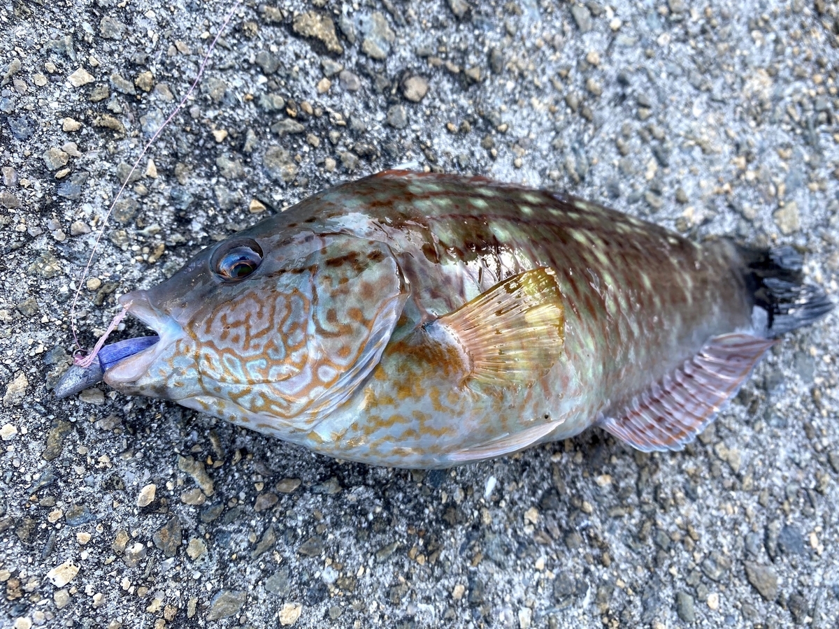 f:id:youlin2011:20210209230011j:plain