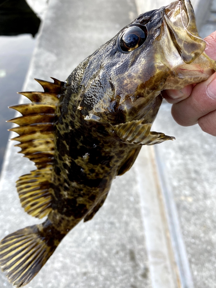 f:id:youlin2011:20210209230118j:plain