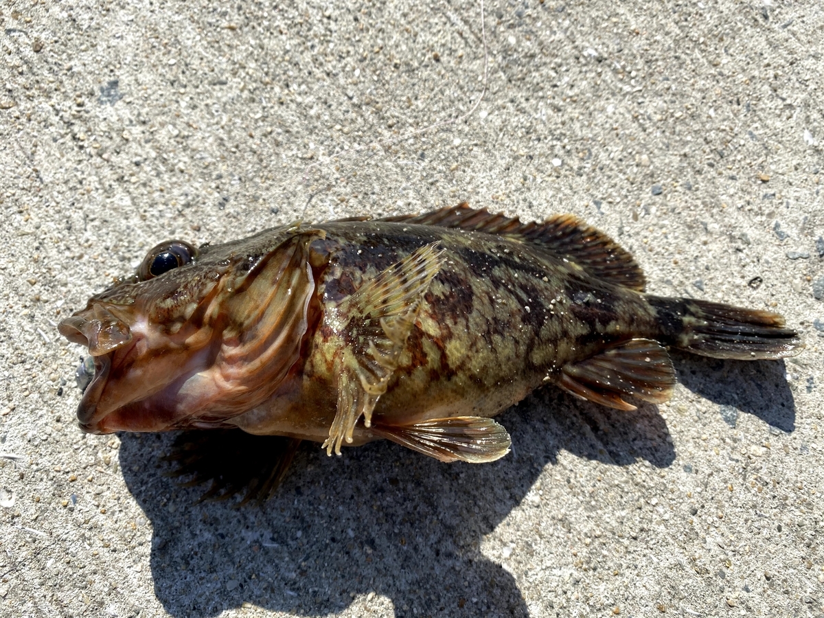 家島 根魚パラダイスの離島に泊りがけで釣りしてみた Day1 U800のよしなしごと 家島 根魚パラダイスの離島に泊りがけで釣りしてみた Day1 U800のよしなしごと