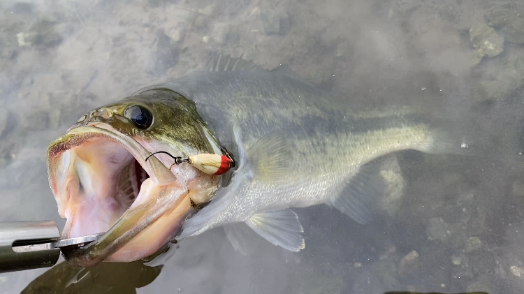 宮城アングラーズヴィレッジ】ブラックバスの管理釣り場に行ってみたら
