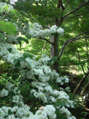 f:id:youmor:20090509145852j:image