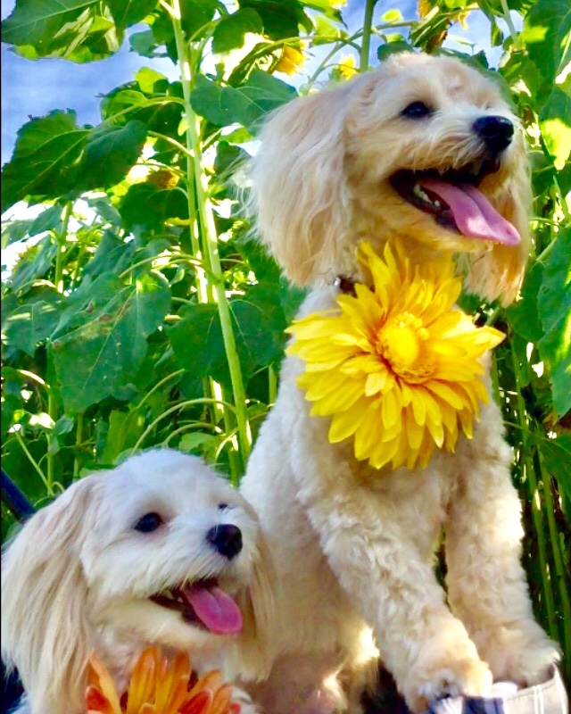 f:id:younosora:20190708233126j:plain f:id:younosora:20190708233126j:plain