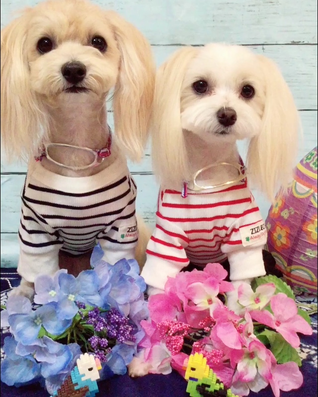 f:id:younosora:20190708233320j:plain f:id:younosora:20190708233320j:plain
