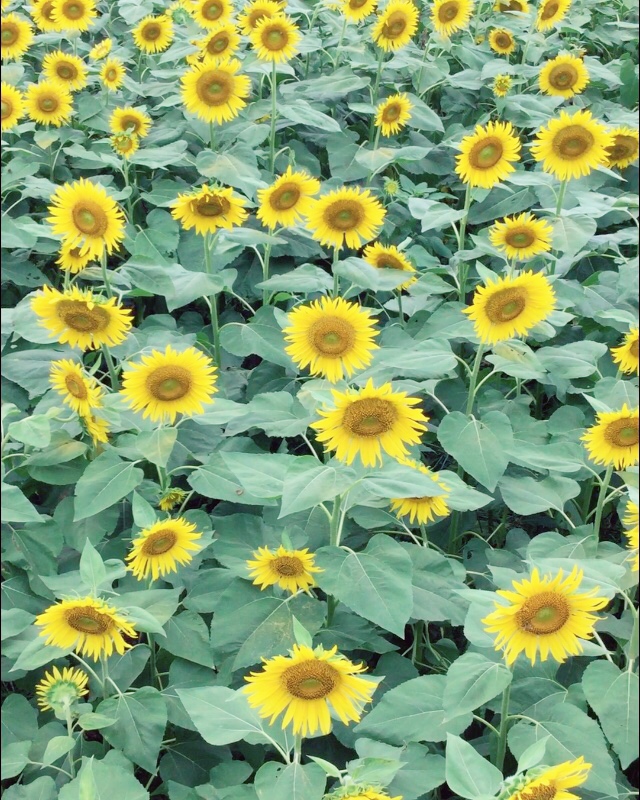 f:id:younosora:20190708233834j:plain f:id:younosora:20190708233834j:plain