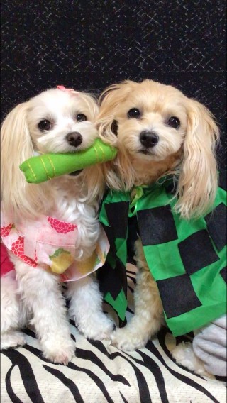 f:id:younosora:20200113003347j:plain f:id:younosora:20200113003347j:plain