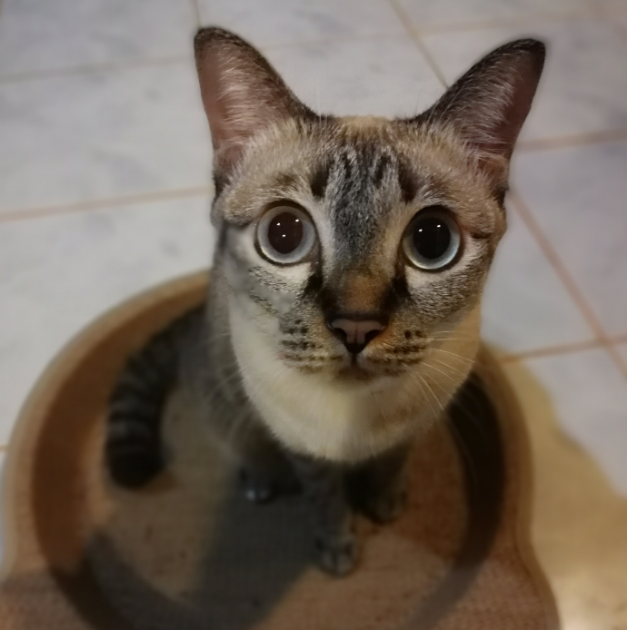 f:id:yourmobile:20190801133716p:plain f:id:yourmobile:20190801133716p:plain
