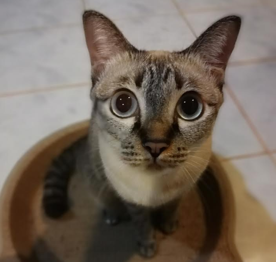 f:id:yourmobile:20190804003310p:plain f:id:yourmobile:20190804003310p:plain