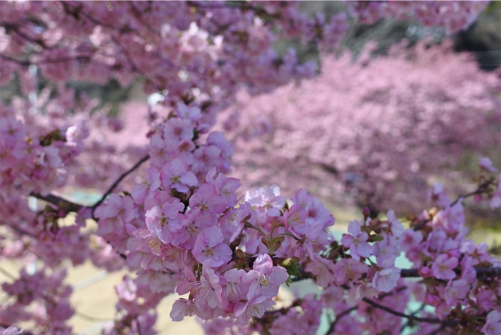 f:id:youseeme:20250331202140j:image f:id:youseeme:20250331202140j:image
