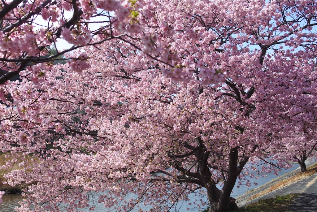 f:id:youseeme:20250331202143j:image f:id:youseeme:20250331202143j:image