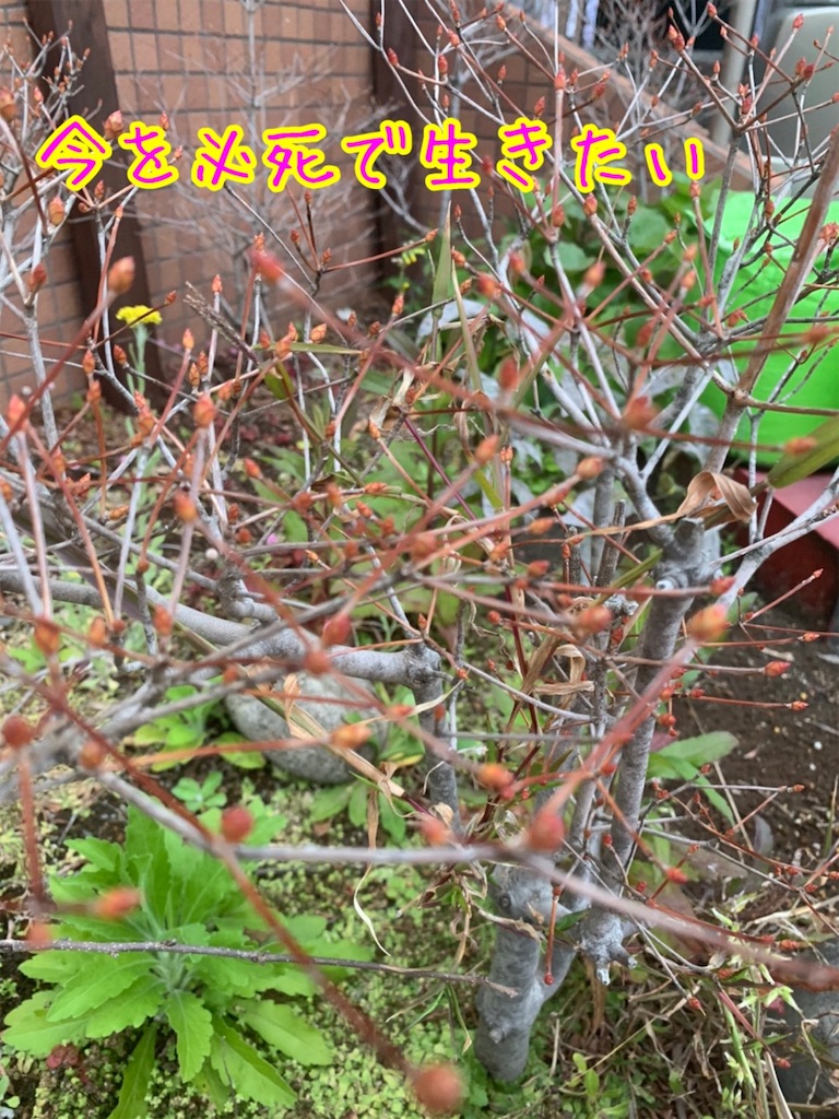 f:id:youstandard:20200328175936j:image f:id:youstandard:20200328175936j:image
