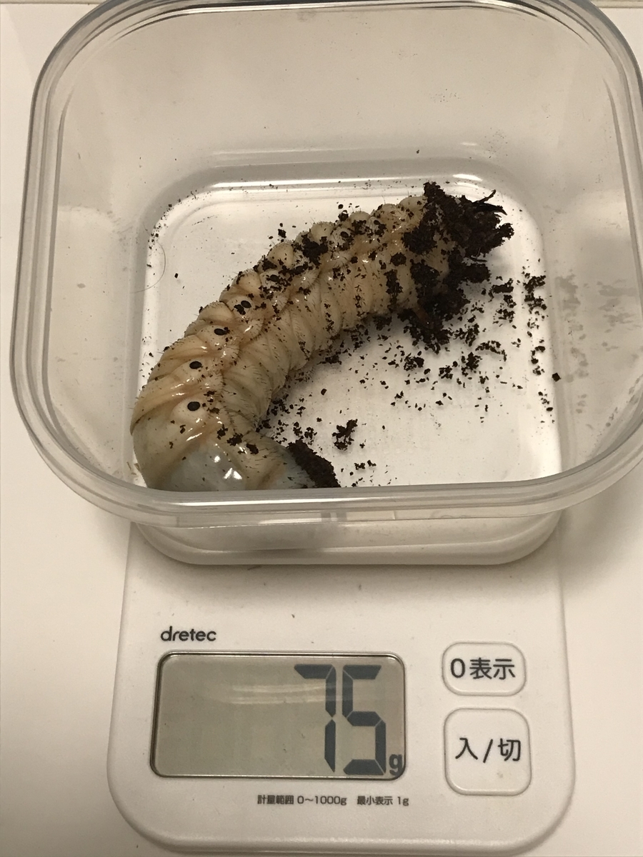 f:id:youwanna-beetles:20200209205706j:plain f:id:youwanna-beetles:20200209205706j:plain