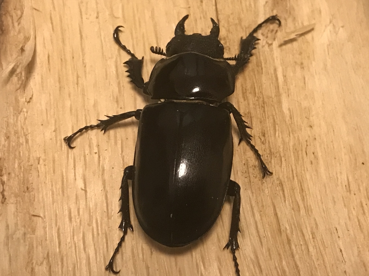 f:id:youwanna-beetles:20200229185613j:plain f:id:youwanna-beetles:20200229185613j:plain