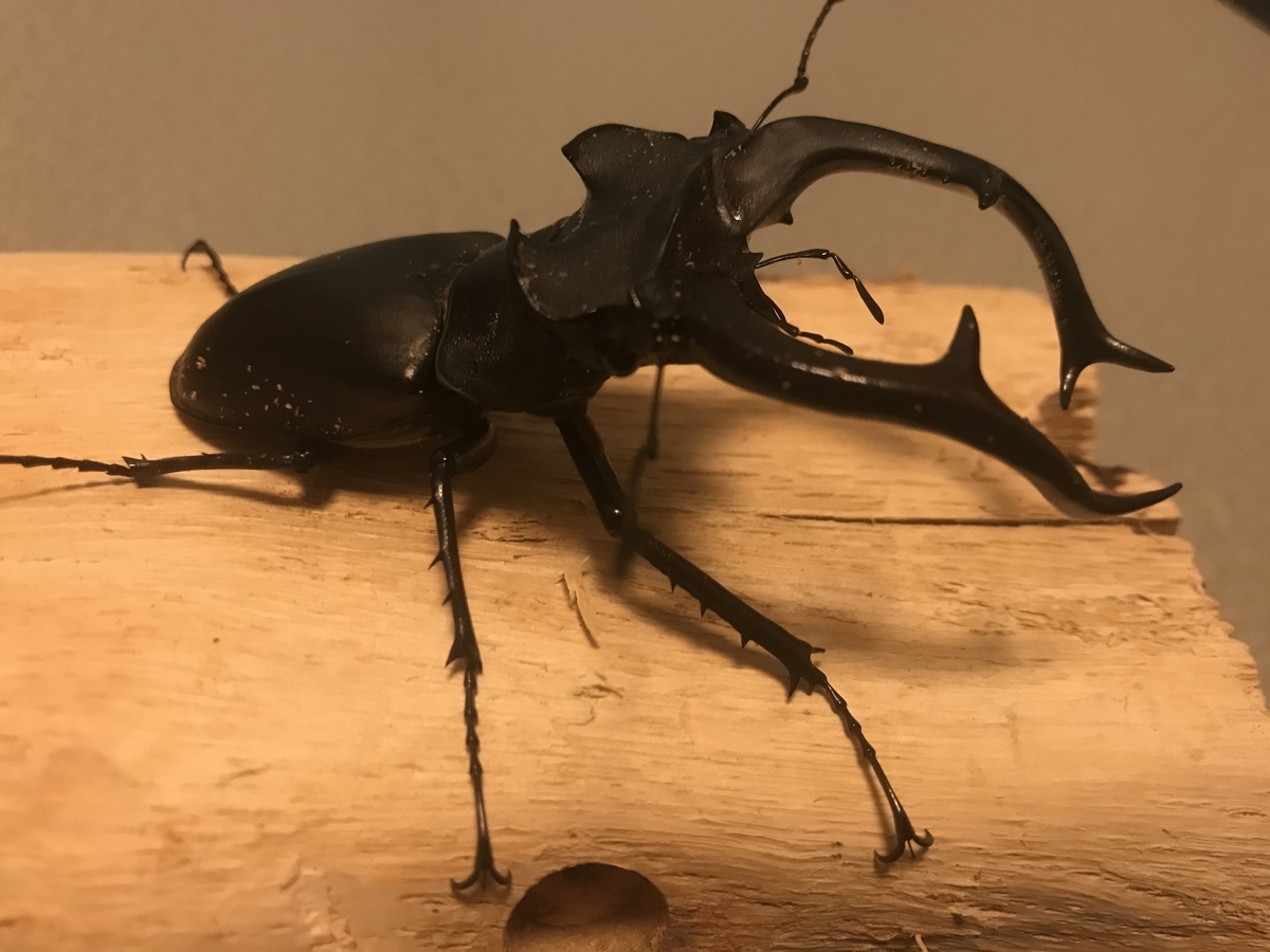 f:id:youwanna-beetles:20200229185729j:plain f:id:youwanna-beetles:20200229185729j:plain