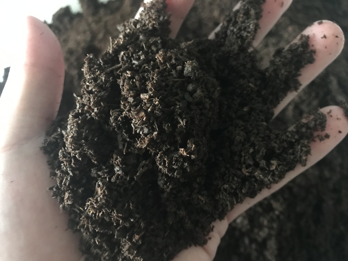 f:id:youwanna-beetles:20200301140004j:plain f:id:youwanna-beetles:20200301140004j:plain