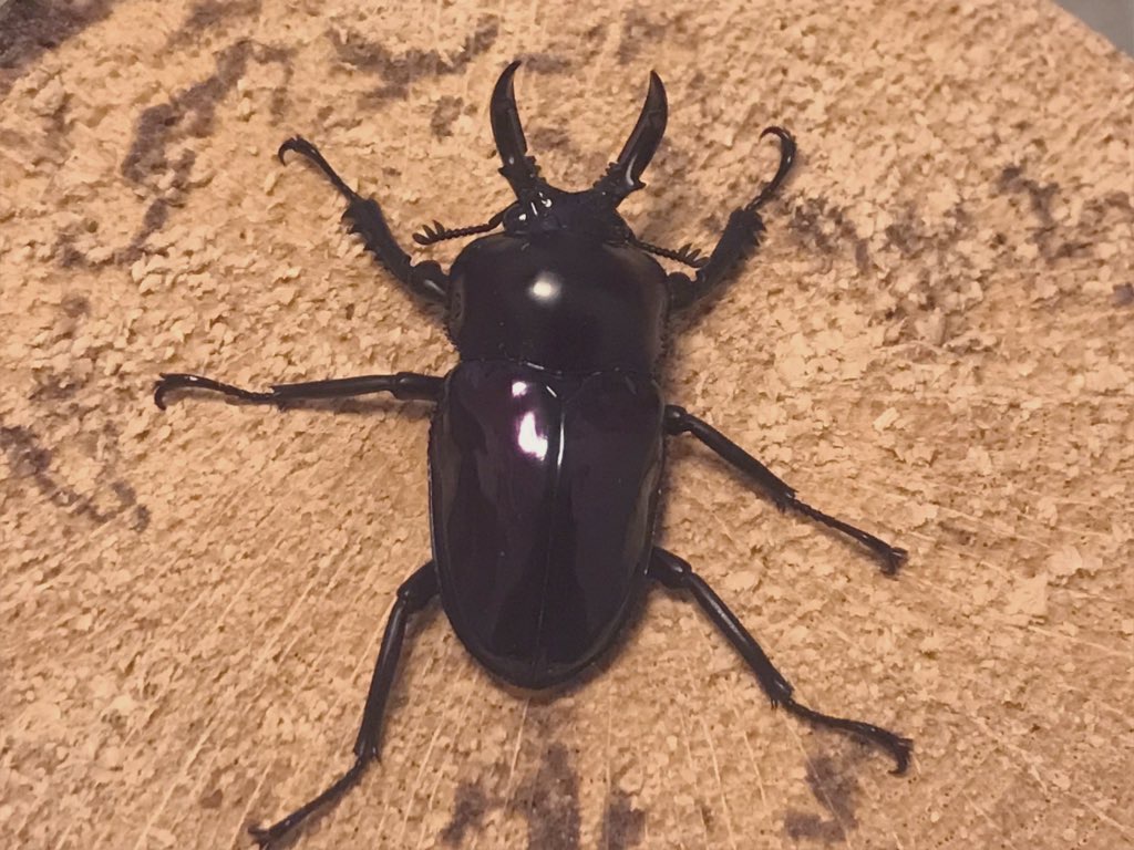 f:id:youwanna-beetles:20200301173737j:plain f:id:youwanna-beetles:20200301173737j:plain