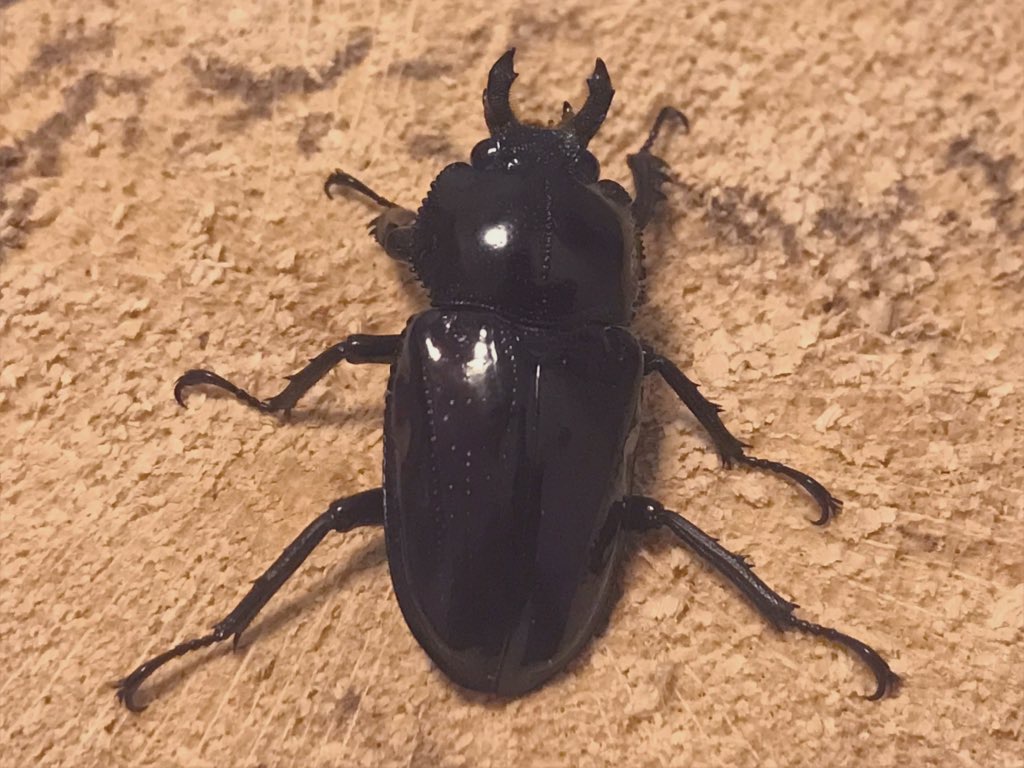f:id:youwanna-beetles:20200301173747j:plain f:id:youwanna-beetles:20200301173747j:plain