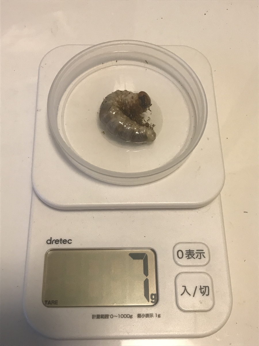 f:id:youwanna-beetles:20200412144348j:plain f:id:youwanna-beetles:20200412144348j:plain