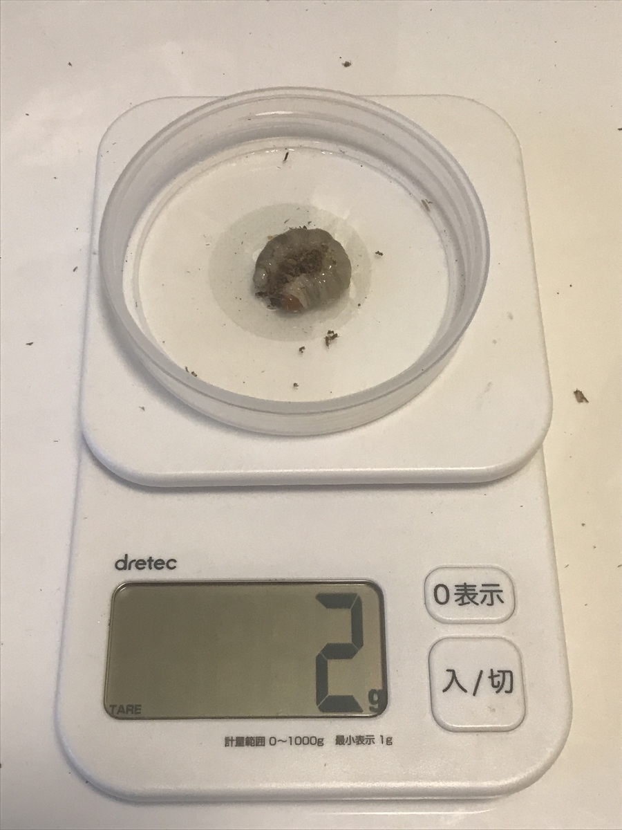 f:id:youwanna-beetles:20200412144356j:plain f:id:youwanna-beetles:20200412144356j:plain