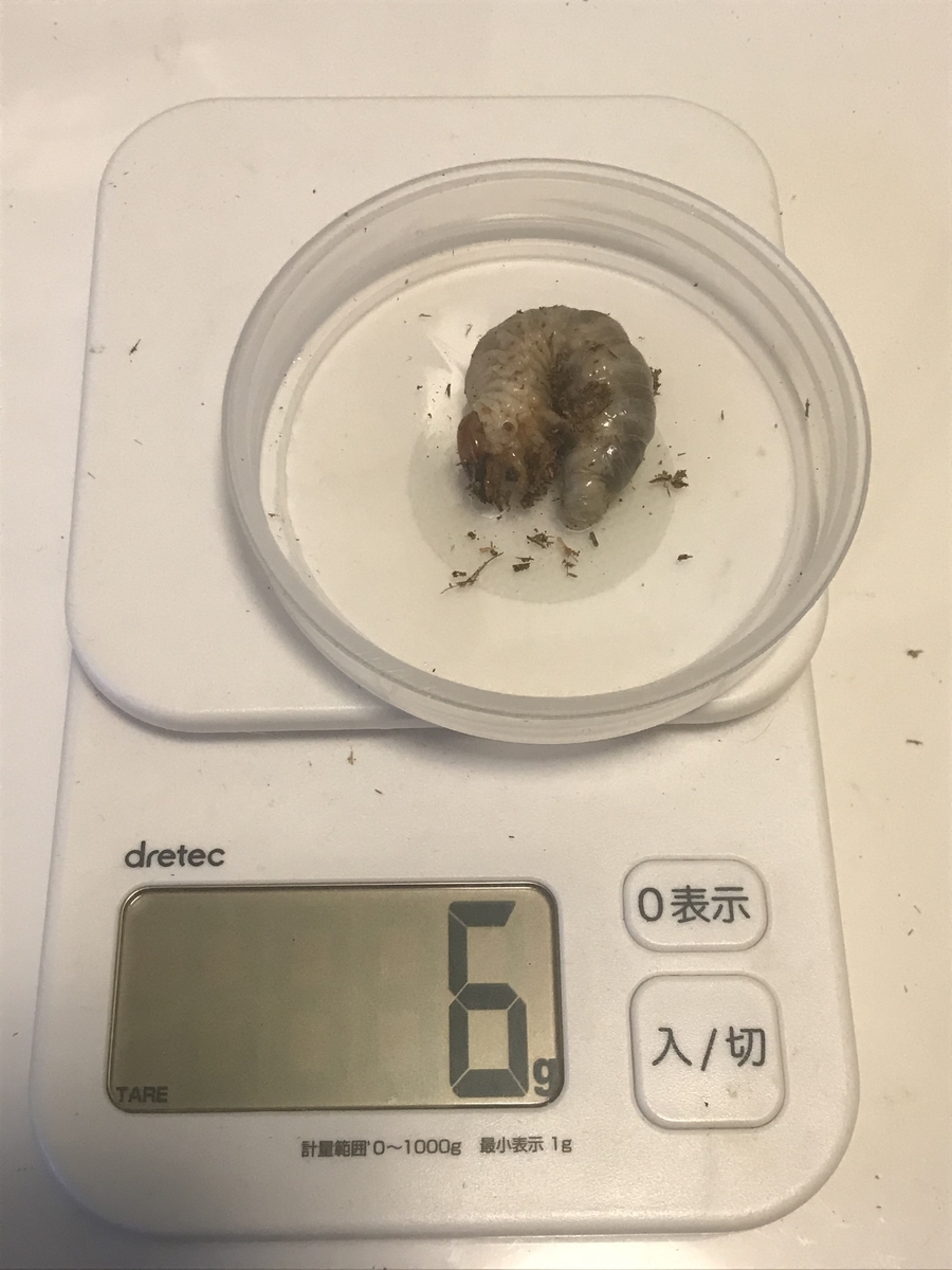 f:id:youwanna-beetles:20200412144405j:plain f:id:youwanna-beetles:20200412144405j:plain