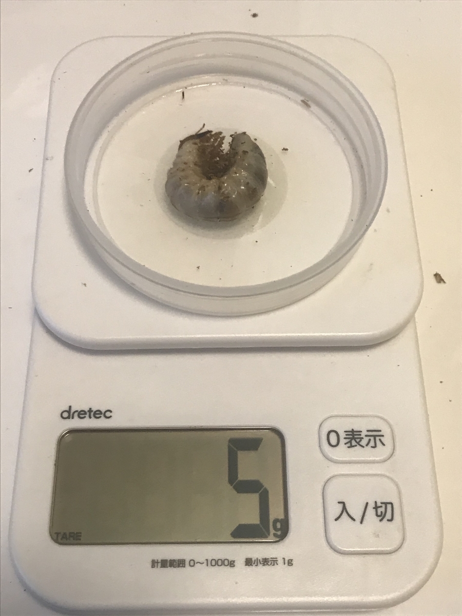 f:id:youwanna-beetles:20200412144444j:plain f:id:youwanna-beetles:20200412144444j:plain