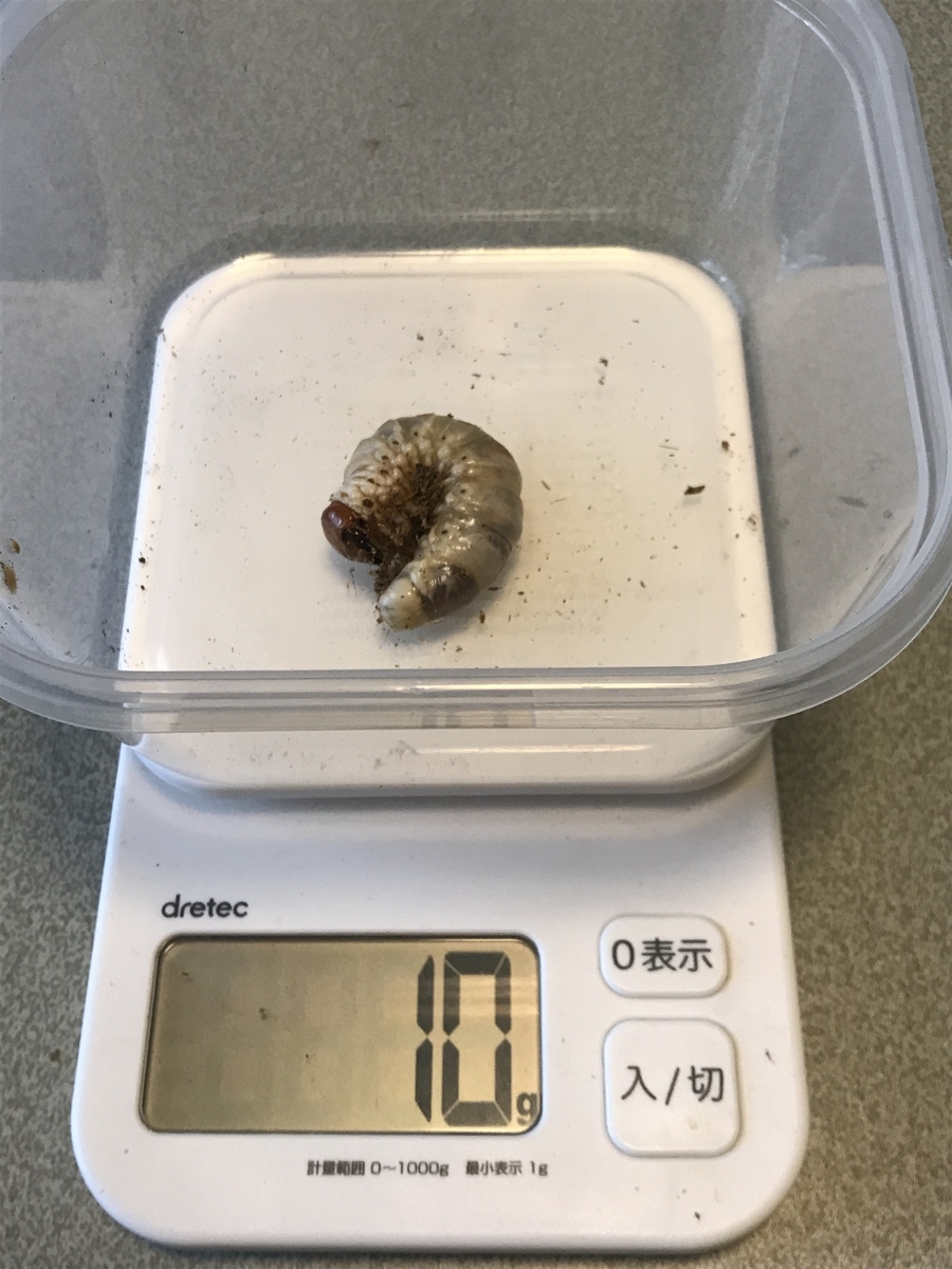 f:id:youwanna-beetles:20200412150138j:plain f:id:youwanna-beetles:20200412150138j:plain