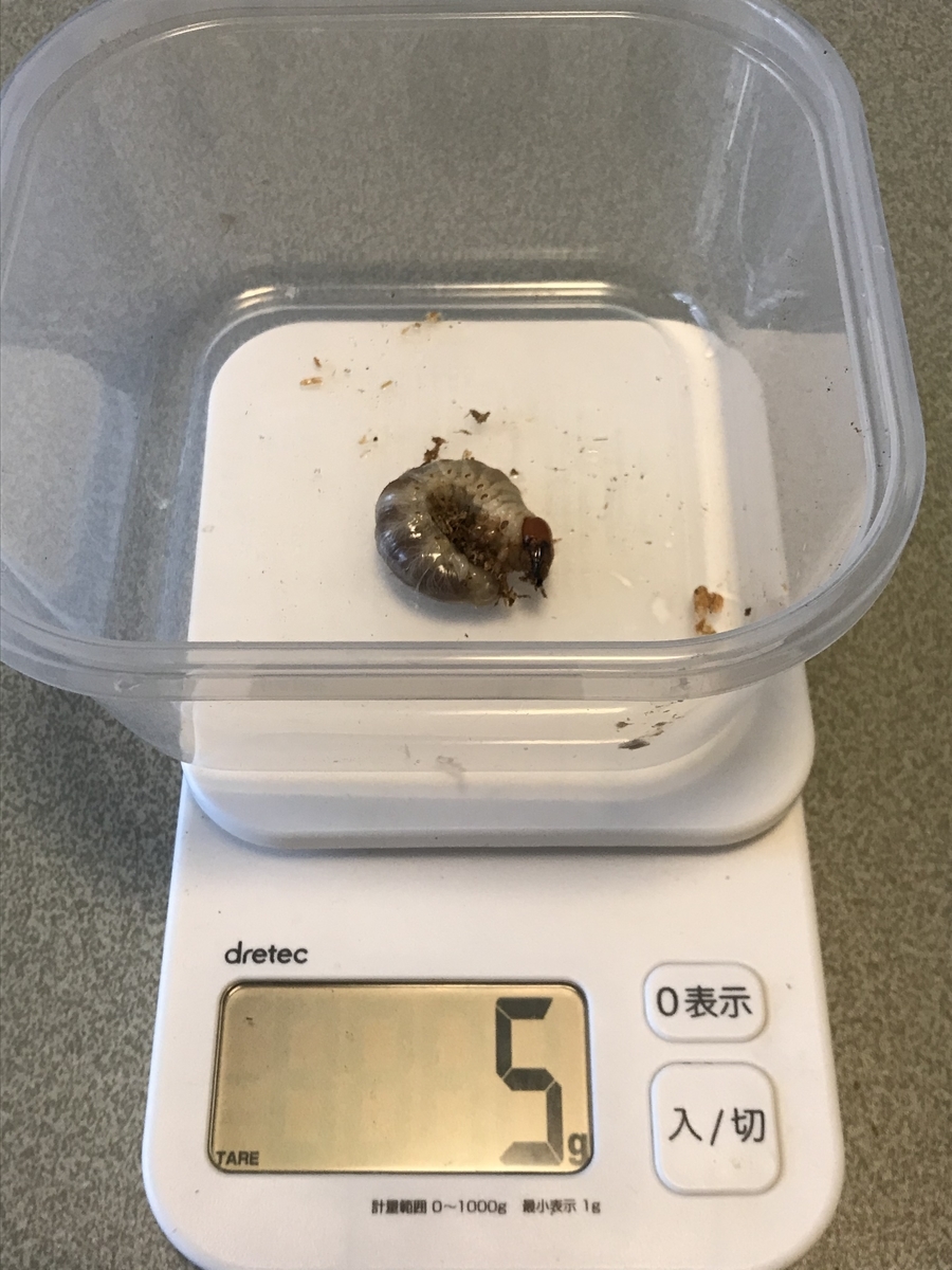 f:id:youwanna-beetles:20200412150145j:plain f:id:youwanna-beetles:20200412150145j:plain