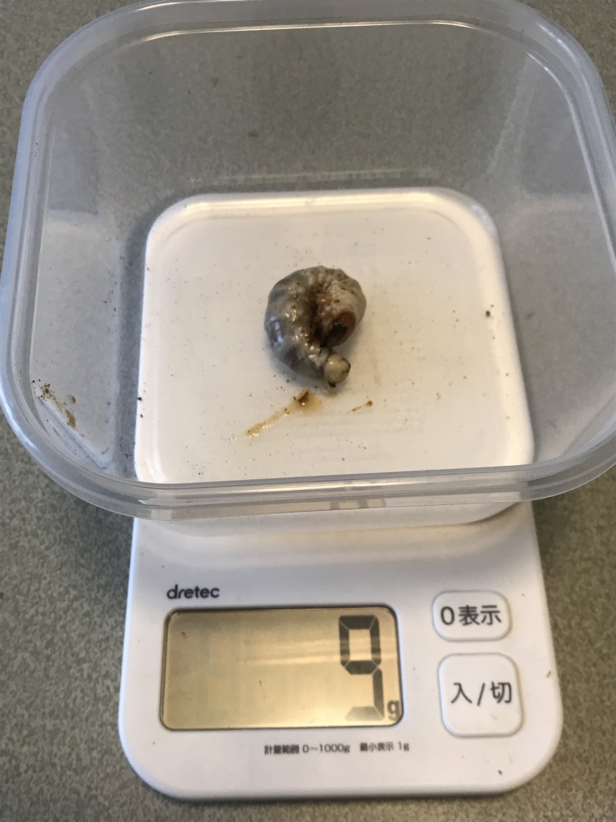 f:id:youwanna-beetles:20200412150200j:plain f:id:youwanna-beetles:20200412150200j:plain