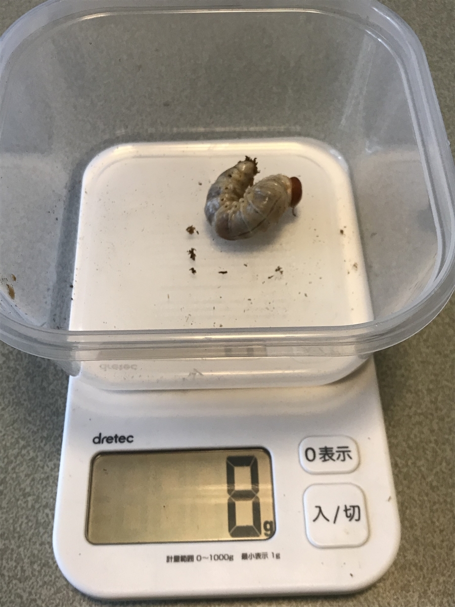 f:id:youwanna-beetles:20200412150220j:plain f:id:youwanna-beetles:20200412150220j:plain