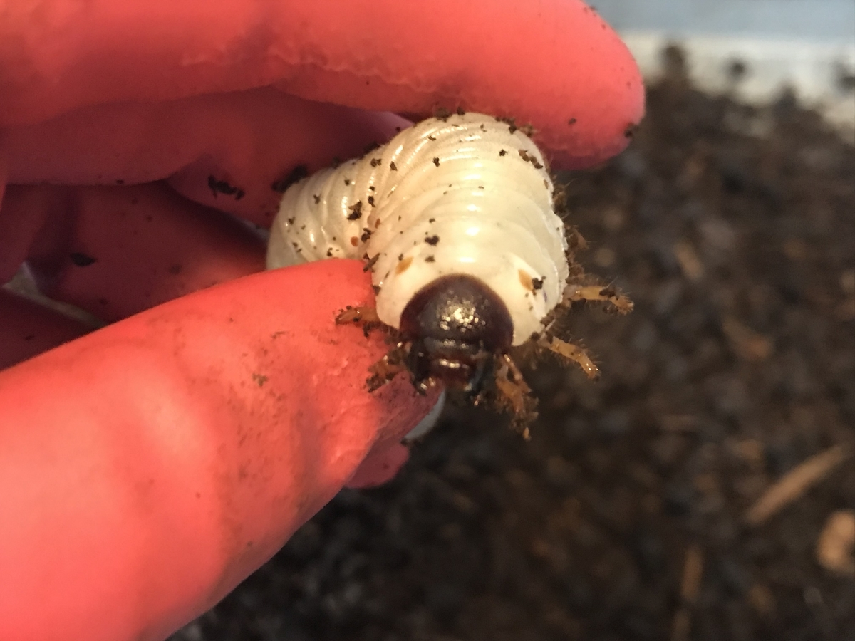 f:id:youwanna-beetles:20200419173721j:plain f:id:youwanna-beetles:20200419173721j:plain