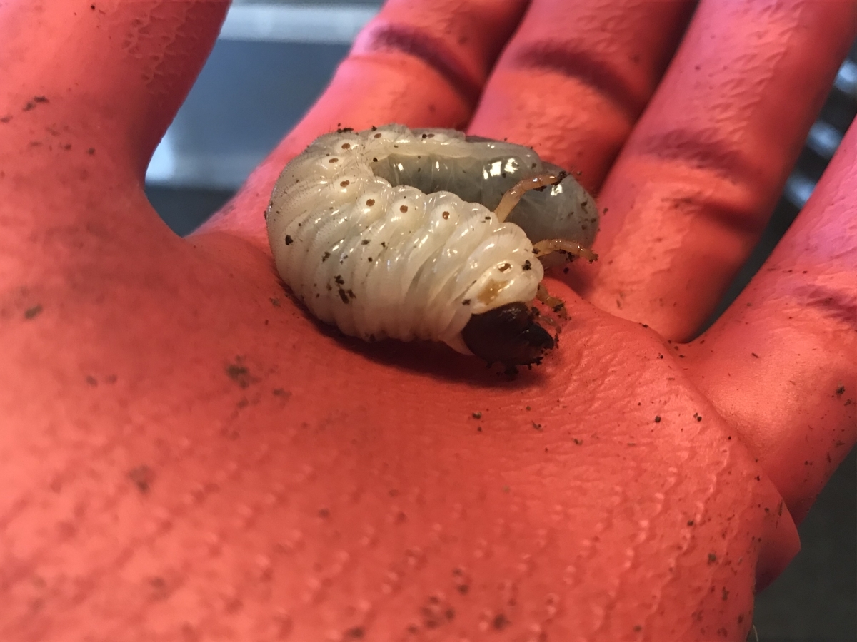 f:id:youwanna-beetles:20200419175625j:plain f:id:youwanna-beetles:20200419175625j:plain