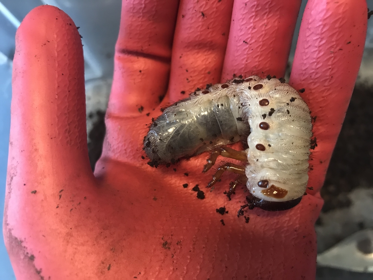 f:id:youwanna-beetles:20200419175631j:plain f:id:youwanna-beetles:20200419175631j:plain