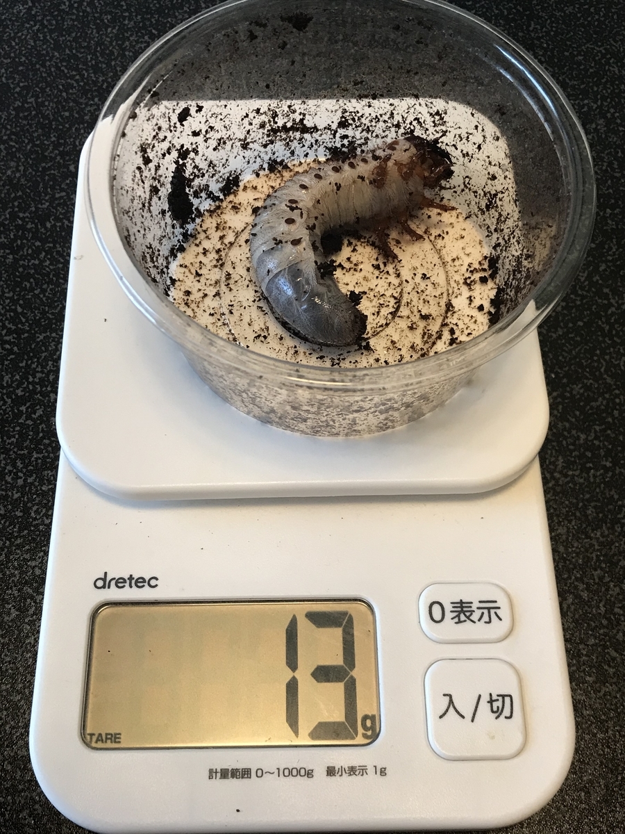 f:id:youwanna-beetles:20200419180156j:plain f:id:youwanna-beetles:20200419180156j:plain