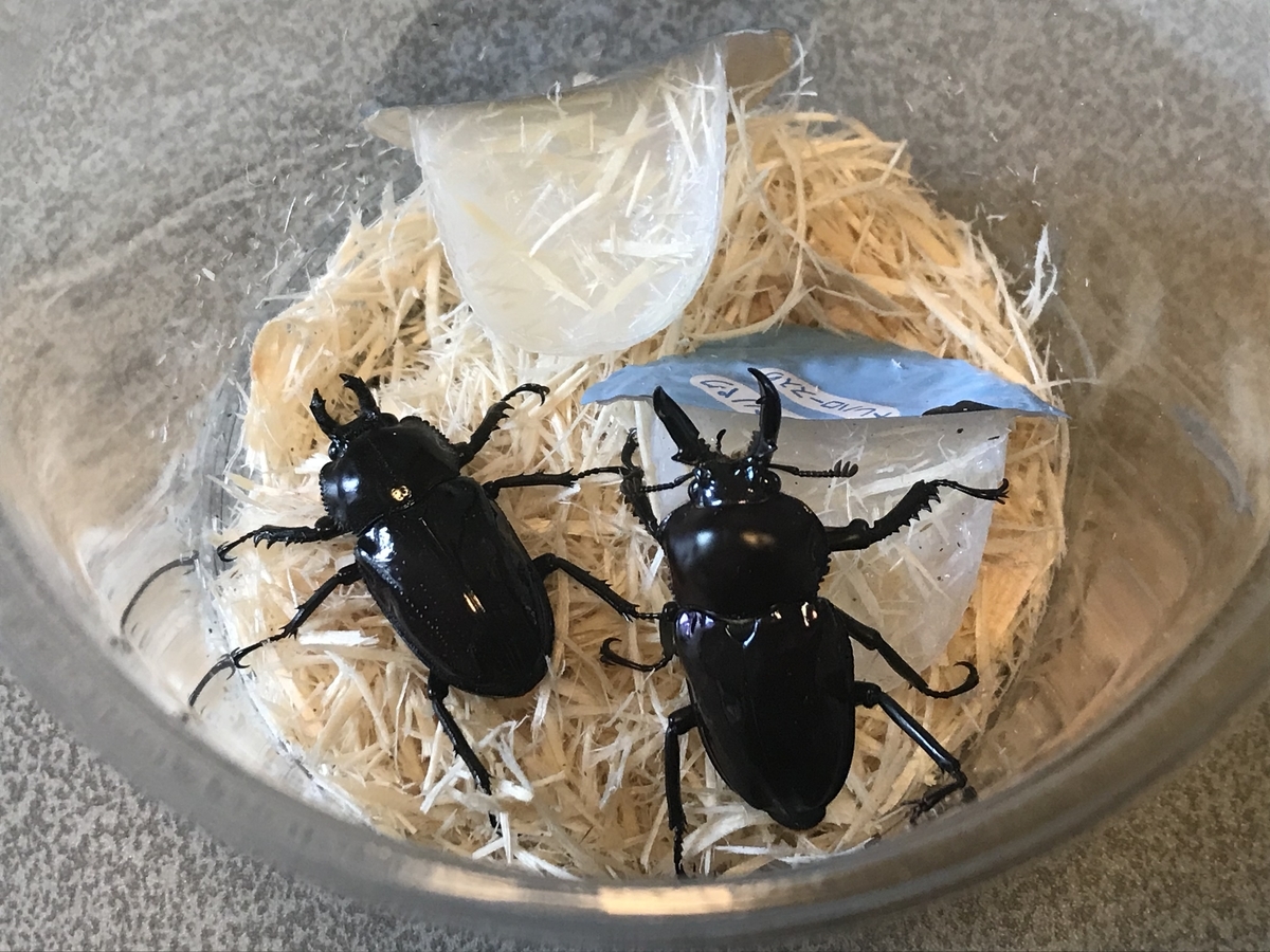 f:id:youwanna-beetles:20200420161149j:plain f:id:youwanna-beetles:20200420161149j:plain