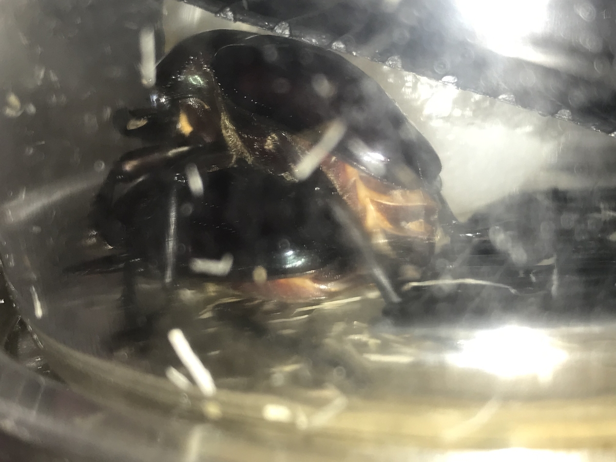 f:id:youwanna-beetles:20200420162112j:plain f:id:youwanna-beetles:20200420162112j:plain