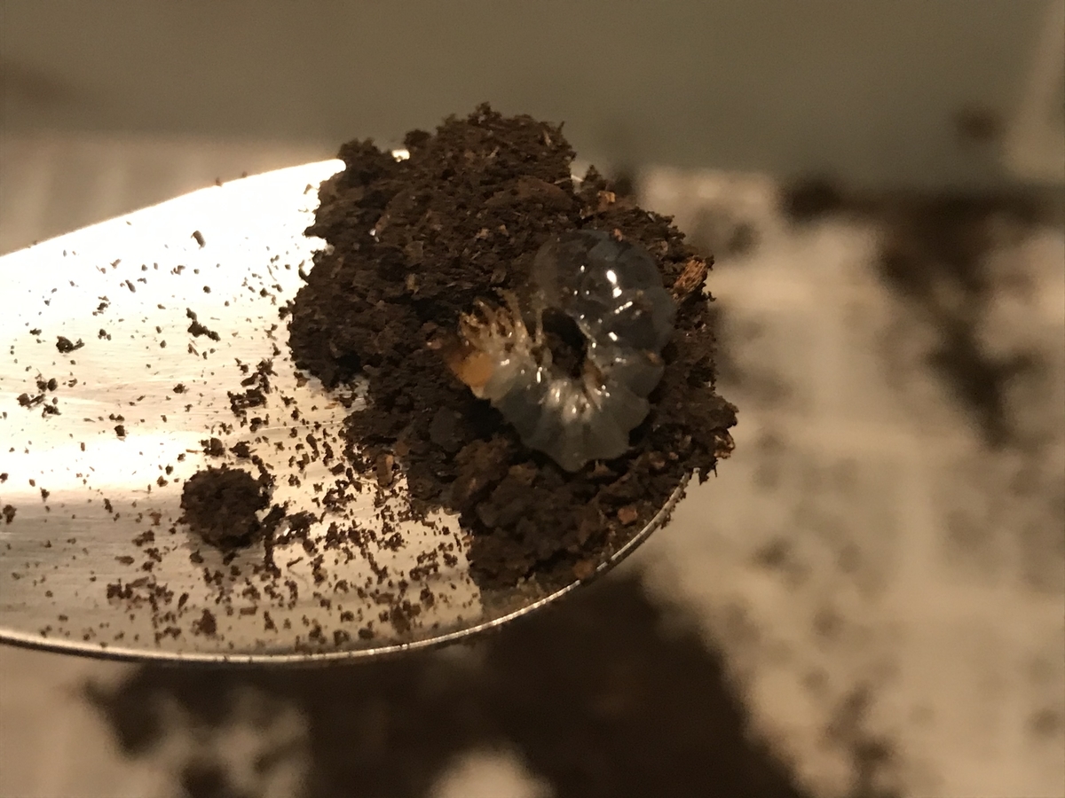 f:id:youwanna-beetles:20200512174322j:plain f:id:youwanna-beetles:20200512174322j:plain