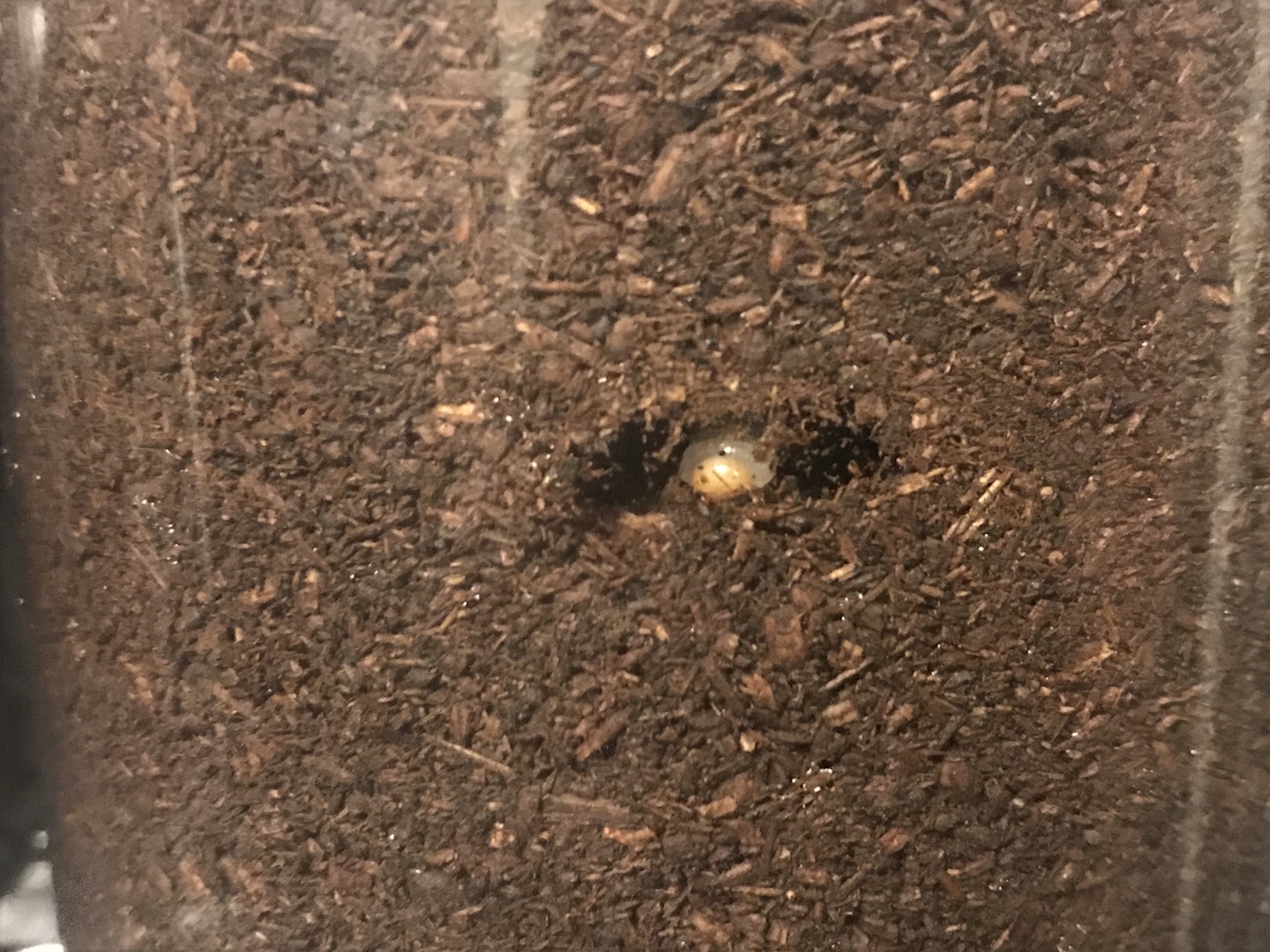 f:id:youwanna-beetles:20200512184143j:plain f:id:youwanna-beetles:20200512184143j:plain