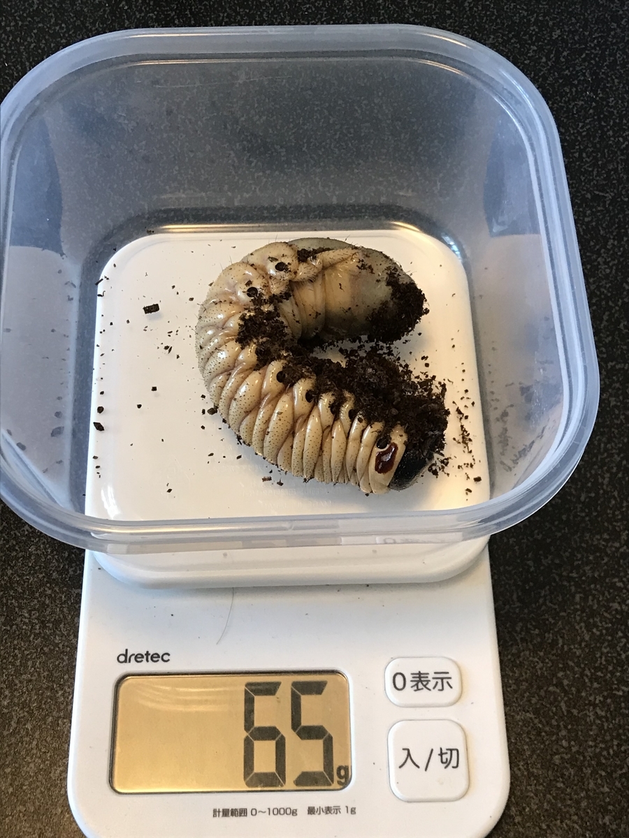 f:id:youwanna-beetles:20200520175139j:plain f:id:youwanna-beetles:20200520175139j:plain