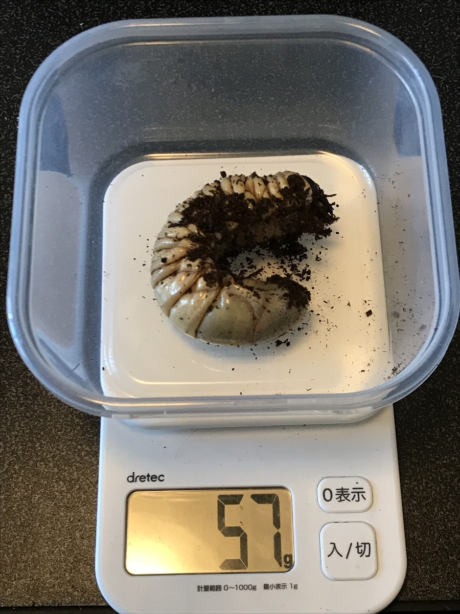 f:id:youwanna-beetles:20200520180117j:plain f:id:youwanna-beetles:20200520180117j:plain