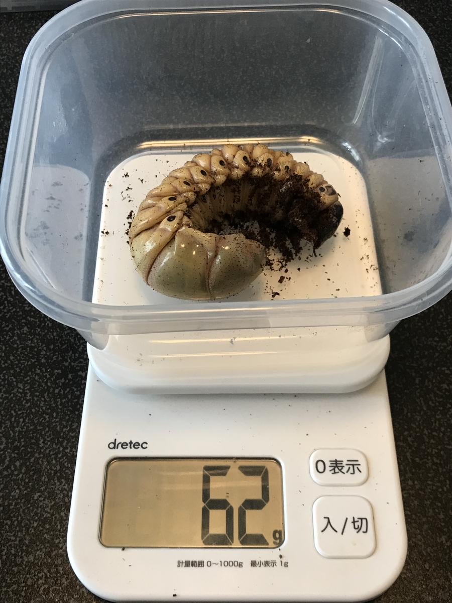 f:id:youwanna-beetles:20200520180130j:plain f:id:youwanna-beetles:20200520180130j:plain