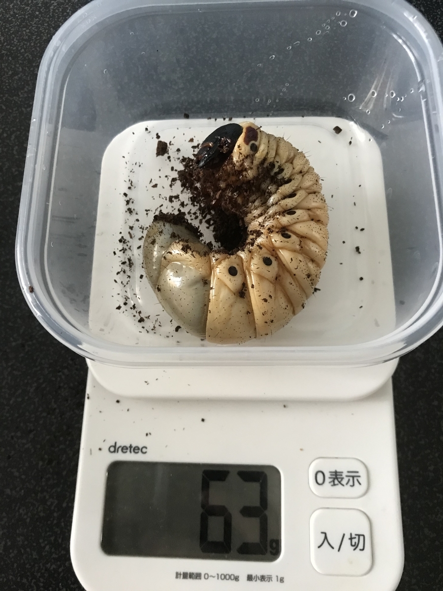f:id:youwanna-beetles:20200520180140j:plain f:id:youwanna-beetles:20200520180140j:plain