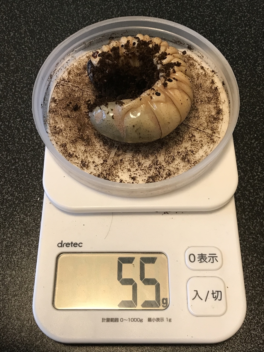 f:id:youwanna-beetles:20200520181134j:plain f:id:youwanna-beetles:20200520181134j:plain
