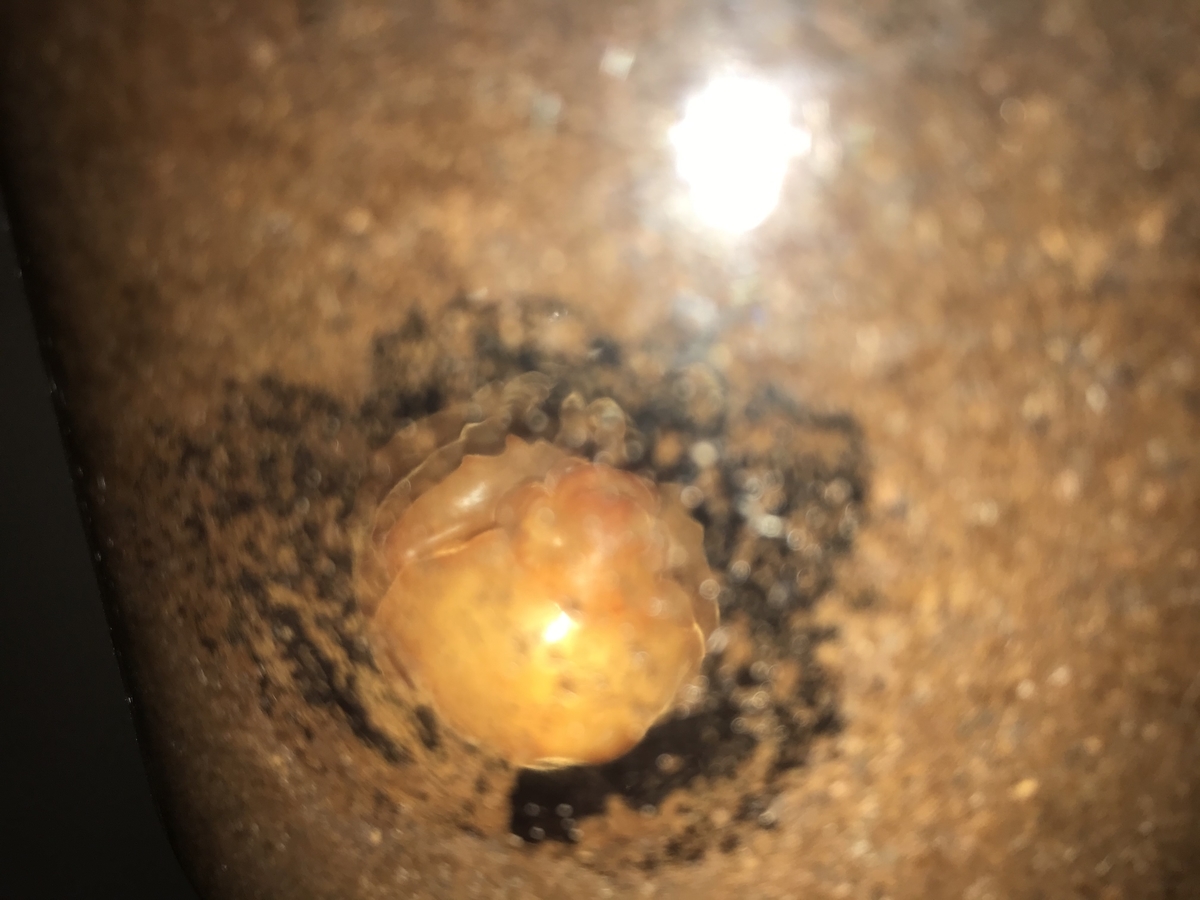 f:id:youwanna-beetles:20200520185132j:plain f:id:youwanna-beetles:20200520185132j:plain