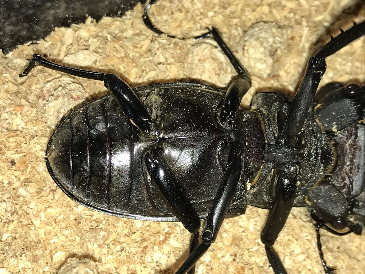 f:id:youwanna-beetles:20200606170425j:plain f:id:youwanna-beetles:20200606170425j:plain