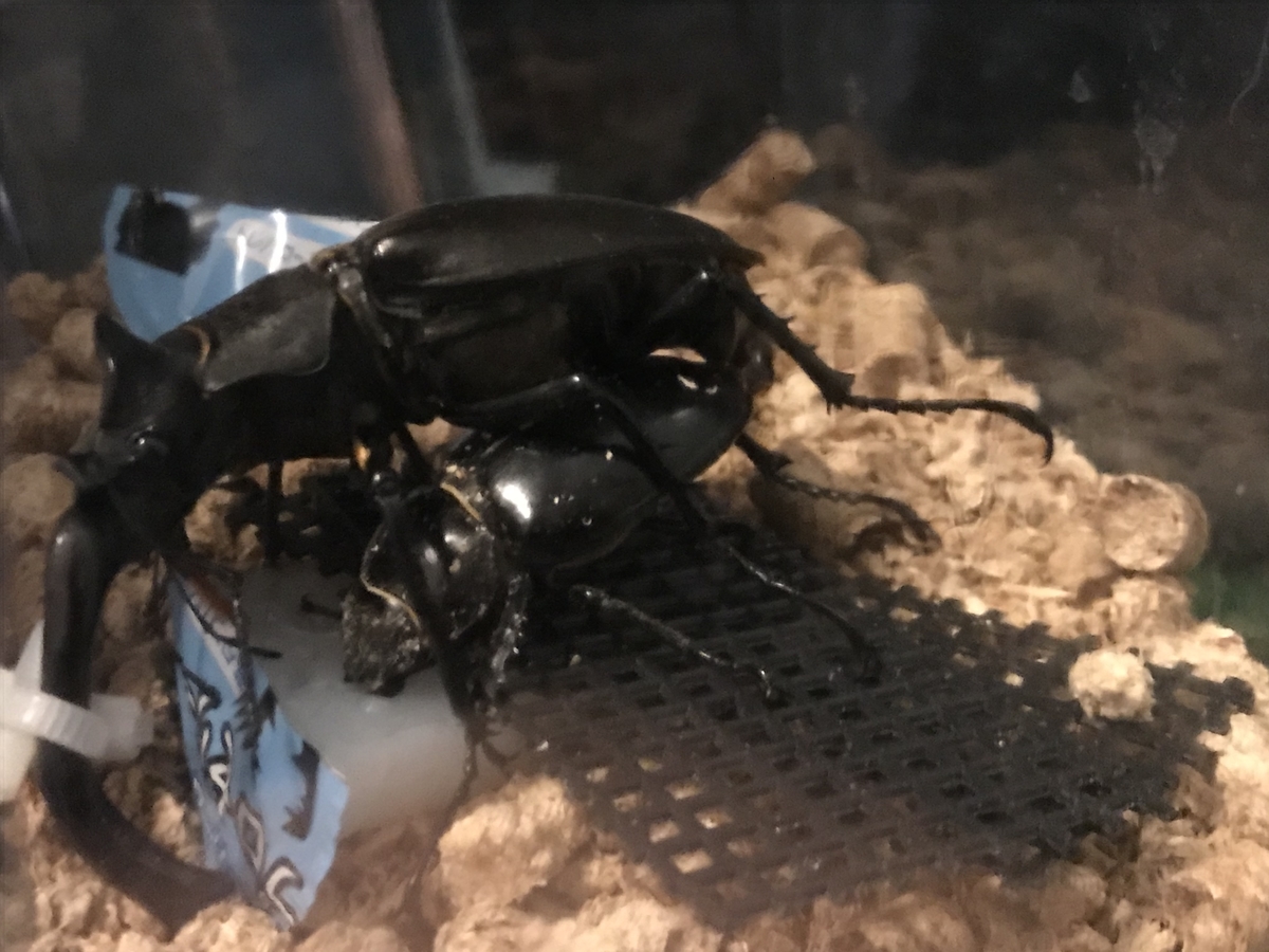 f:id:youwanna-beetles:20200606174201j:plain f:id:youwanna-beetles:20200606174201j:plain