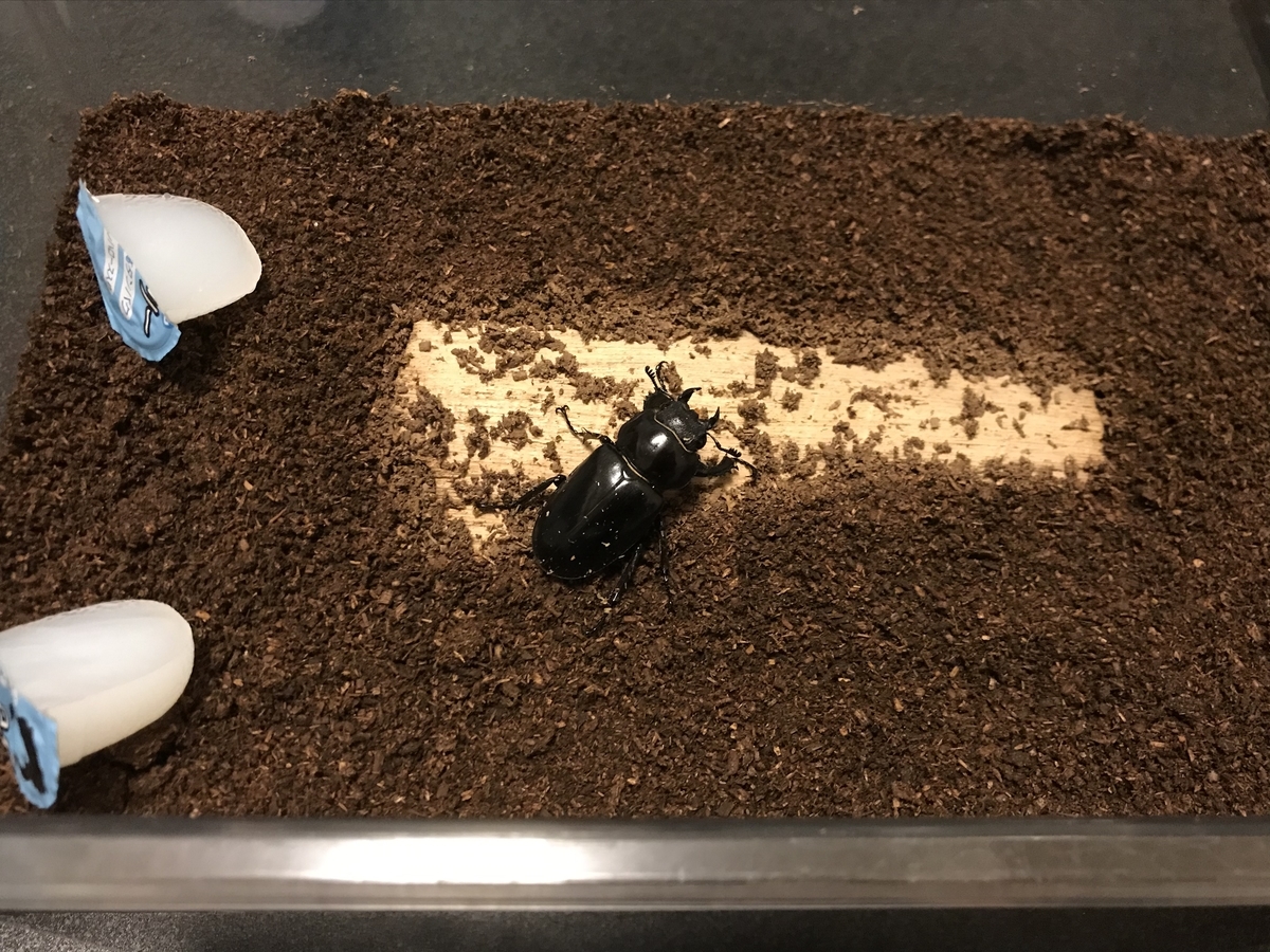 f:id:youwanna-beetles:20200612141215j:plain f:id:youwanna-beetles:20200612141215j:plain