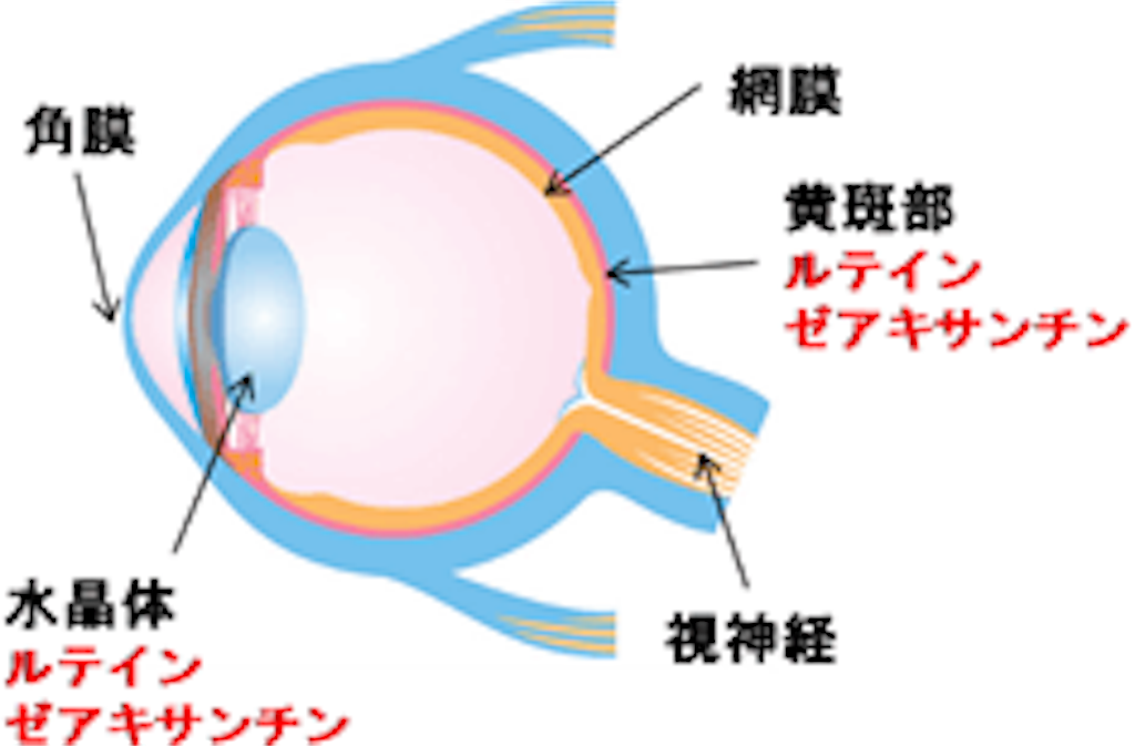 f:id:yowoichi43:20190618204840p:image f:id:yowoichi43:20190618204840p:image