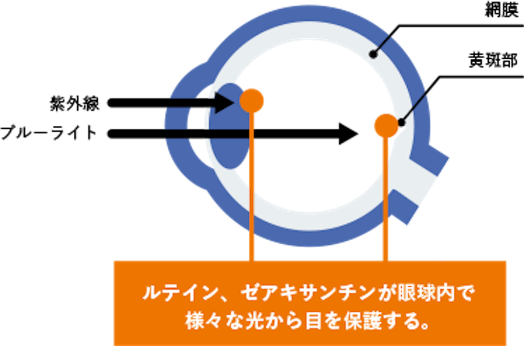 f:id:yowoichi43:20190620212234p:image f:id:yowoichi43:20190620212234p:image