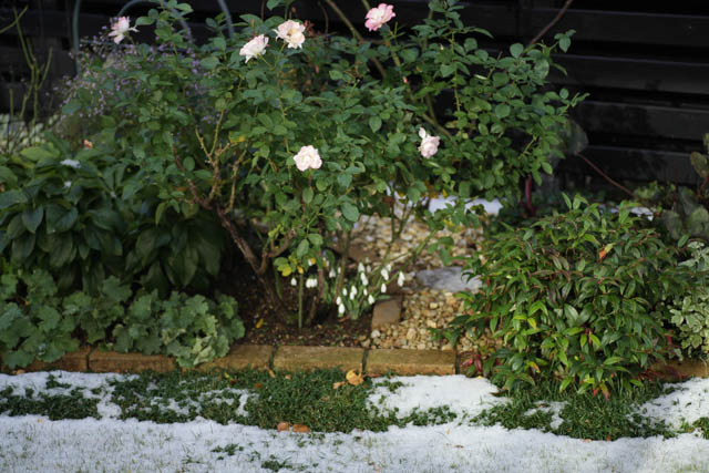 とうとう雪、秋バラの様子