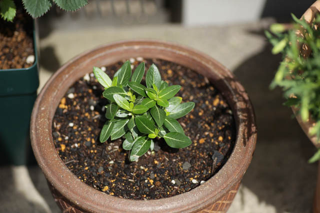 今年の一年草、フェアリースター・クリアホワイトなど