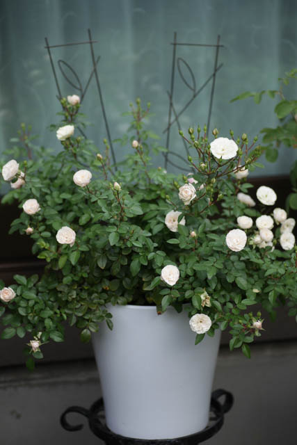 秋バラ2025の記録～グリーンアイス、アイスバーグ